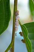 Treehopper (Membracis foliatafasciata) larvae on Ylang Ylang (Cananga odorata), French Guyana
