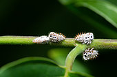 Treehopper (Membracis foliatafasciata) larvae on Ylang Ylang (Cananga odorata), French Guyana