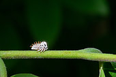 Treehopper (Membracis foliatafasciata) larva on Ylang Ylang (Cananga odorata), French Guyana