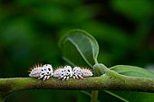 Treehopper (Membracis foliatafasciata) larvae on Ylang Ylang (Cananga odorata), French Guyana