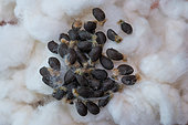 Cotton seeds (Gossypium sp) isolated on natural fibre, French Guiana