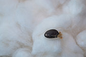Cotton seed (Gossypium sp) isolated on natural fibre, French Guiana