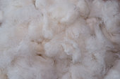 Natural cotton fibre (Gossypium sp), French Guiana