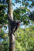 Black spider monkey (Ateles paniscus) vocalis hanging from a trunk and tied to the neck with a rope in French Guiana