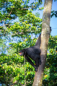Black spider monkey (Ateles paniscus) hanging from a trunk and tied to the neck with a rope in French Guiana
