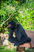 Black spider monkey (Ateles paniscus) illegally detained sitting on a metal sheet and tied to the neck with a rope in French Guiana
