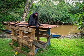 Illegally detained black spider monkey (Ateles paniscus) sitting on a makeshift shelter attached by a rope in French Guiana