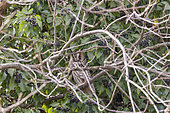Long eared Owl (Asio otus) sleeping on a branch, Alsace, France
