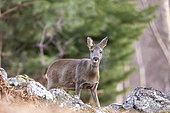 Roe deer (Capreolus capreolus) female breathing vapor, Alsace, France