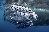 Portrait of a humpback whale (Megaptera novaeangliae) with tubercles and whale lice (Cyamus boopis) clearly visible, Rurutu, French Polynesia