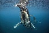 Humpback whale and calf (Megaptera novaeangliae) with male escort, Tahiti, French Polynesia