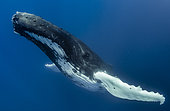 Humpback whale (Megaptera novaeangliae) in blue, Tahiti, French Polynesia