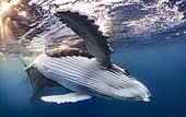 Humpback whale (Megaptera novaeangliae), below the surface, Rurutu, French Polynesia