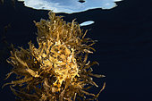 Sargassumfish (Histrio histrio) hidden among Sargasso weed (Sargassum sp), Tahiti French Polynesia