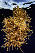 Sargassumfish (Histrio histrio) hidden among Sargasso weed (Sargassum sp), Tahiti French Polynesia