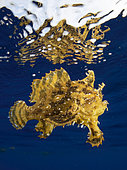 Sargassumfish (Histrio histrio) drifting off Tahiti, French Polynesia.