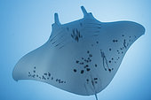 Reef manta ray (Mobula alfredi) in the blue, Tahiti, French Polynesia