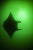 Reef manta ray (Mobula alfredi) in phytoplankton-rich waters, Hiva oa, Marquesas Islands, French Polynesia
