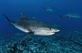 Tiger shark (Galeocerdo cuvier) above the reef, Tahiti, French polynesia