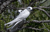 Common white-tern (Gygis alba) on a branch, Fakarava, Tuamotu, French Polynesia