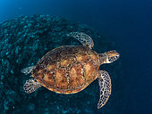 Green turtle (Chelonia mydas) swimming above the reef, Tahiti, French Polynesia