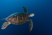 Green turtle (Chelonia mydas) in blue, Tahiti, French Polynesia