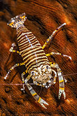 Bumblebee shrimp (Gnathophyllum americanum) on Leopard sea cucumber (Bohadschia argus), Tahiti, French Polynesia
