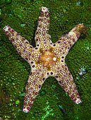Cumming´s Sea Star (Neoferdina cumingi) on coral, Tahiti, French Polynesia