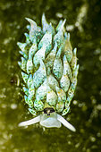 Sheep sea slug (Costasiella sp) portrait, Tahiti, French Polynesie