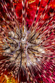 Double-spined Urchin (Echinothrix calamaris) juvenile, Tahiti, French Polynesia