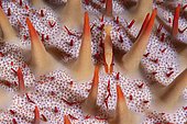 Starfish shrimp (Periclimenes soror) on Crown-of-thorns sea star (Acanthaster planci), Tahiti, French Polynesia