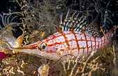Longnose hawkfish (Oxycirrhites typus), Raiatea, French Polynesia