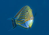 Lined surgeonfish (Acanthurus lineatus) in blue, Tahiti, French Polynesia
