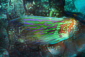 Stareyed Parrotfish (Calotomus carolinus) fin, Tahiti, French Polynesia