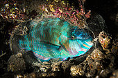 Common parrotfish (Scarus psittacus) in its night mucus cocoon, Raiatea, French Polynesia
