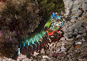 Peacock mantis shrimp (Odontodactylus scyllarus) on reef, Komodo Marine Park, Indonesia