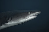Whitetip reef shark (Triaenodon obesus) portrait, Tahiti, French Polynesia