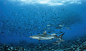 Grey reef shark (Carcharhinus amblyrhynchos) and Bigeye trevally (Caranx sexfasciatus), Tahiti, French Polynesia