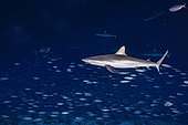 Grey reef shark (Carcharhinus amblyrhynchos) and Mackerel scad (Decapterus macarellus), Fakarava, French Polyneisa