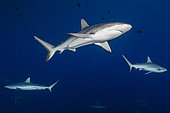 Grey reef shark (Carcharhinus amblyrhynchos), Fakarava, French Polyneisa