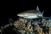 Grey reef shark (Carcharhinus amblyrhynchos) on reef, Fakarava, French Polyneisa