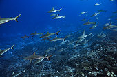 Grey reef shark (Carcharhinus amblyrhynchos) schoal, Fakarava, French Polyneisa