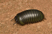 Giant Pill-Millipede (Zoosphaerium neptunus) rolling in a ball, the largest millipede in the world, it can reach 90 mm and more, Andasibe (Périnet) Alaotra-Mangoro Region, Madagascar