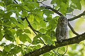 Tawny Owl (Strix aluco) young on a branch, Vaud countryside, Canton of Vaud, Switzerland
