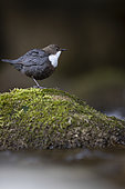 White-throated Dipper (Cinclus cinclus) at the edge of a river, Canton Vaud, Switzerland.