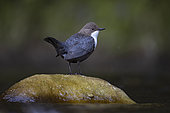 White-throated Dipper (Cinclus cinclus) at the edge of a river, Canton Vaud, Switzerland.