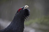 Western Capercaillie (Tetrao urogallus) male in the rain, Crazy Rooster, French Jura, France