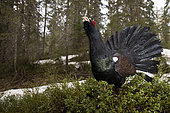 Western Capercaillie (Tetrao urogallus) male displaying, Crazy Rooster, French Jura, France