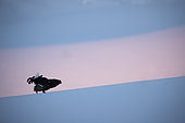 Tétras lyre (Lyrurus tetrix) mâle en parade dans la neige, canton de Fribourg, Suisse.
