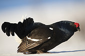Black grouse (Lyrurus tetrix) male displaying in the snow, Canton of Fribourg, Switzerland.